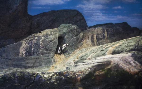 Pinguin på stenen — Stockfoto