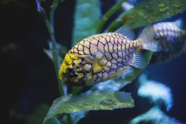 Piękne ryby — Zdjęcie stockowe