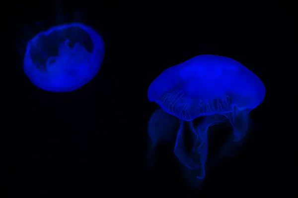 Medusa, medusa —  Fotos de Stock