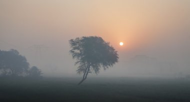 ağaç ile büyülü gündoğumu