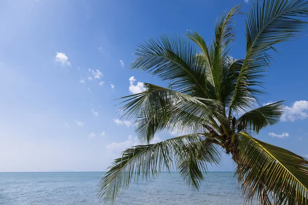 Tropical landscape with palm tree against the sky — Stock Photo, Image