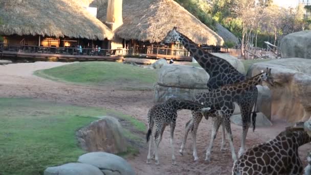 Adult giraffes and cubs walking — Stock Video