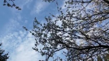 Bahar gün kiraz ağacı çiçek. Rüzgar.