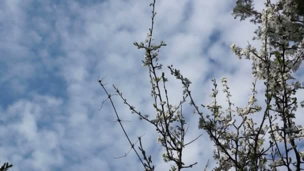 Vår dag körsbär träd i blom. Vinden. — Stockvideo