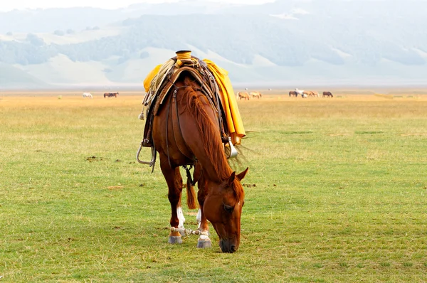 Braunes gesatteltes Pferd weidet auf Feld. — Stockfoto