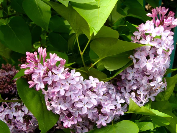 Grande cespuglio di viola lilla sapore fragrante — Foto Stock