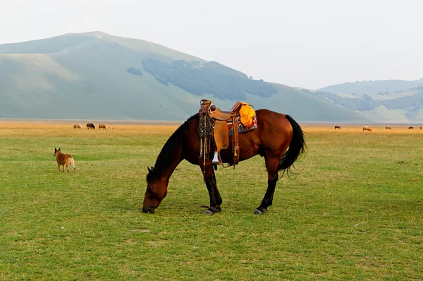 Ruskea satuloitu hevonen laiduntaminen pellolla . — kuvapankkivalokuva