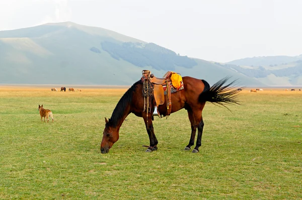 Braunes gesatteltes Pferd weidet auf Feld. Stockbild