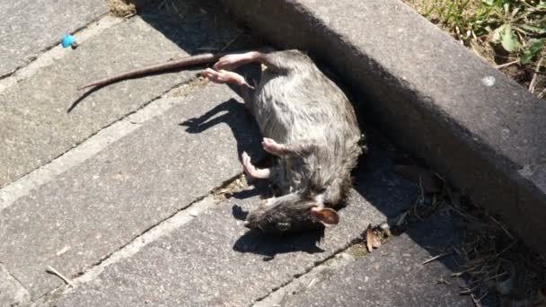 Lijk grijze rat op asfalt in Park — Stockvideo