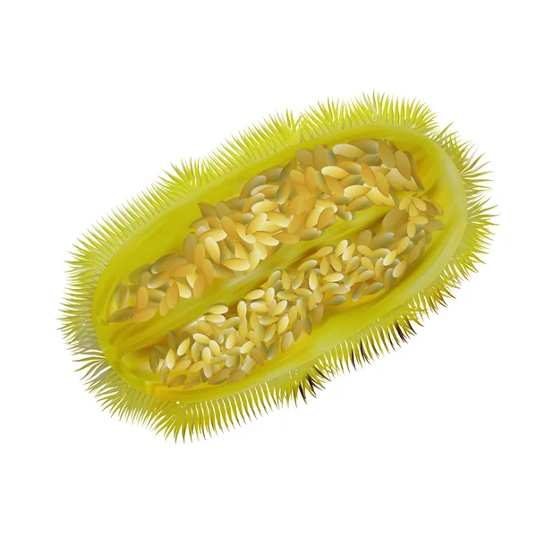 Concombre décoratif aiguilles longues vertes — Image vectorielle