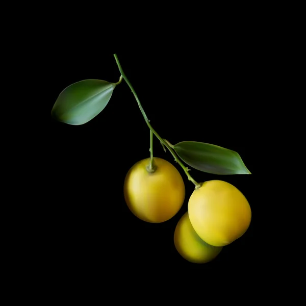 Yellow lemons with branch on  black background. — Stock Vector