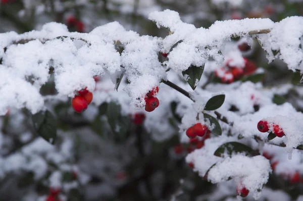 Bunch of Rowan berries on a branch under the white snow. — Stock Photo, Image