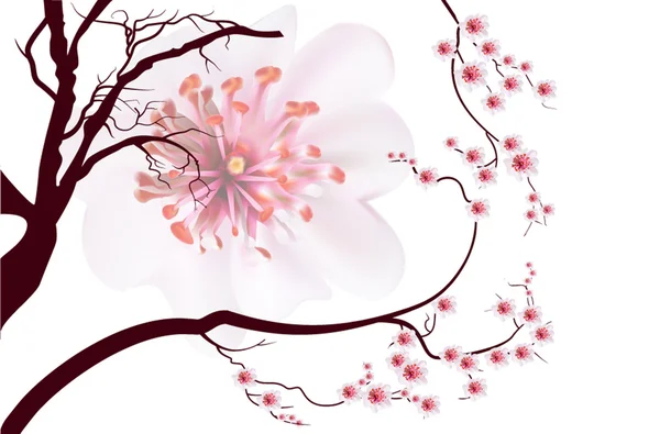 Pink cherry blossom sakura flowers in Japanese style — Stock Photo, Image