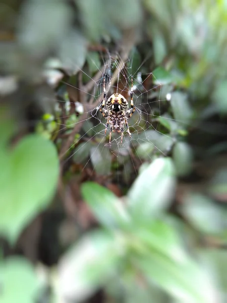 Grande araignée brune prédatrice aux pattes poilues filant sur la toile . — Photo