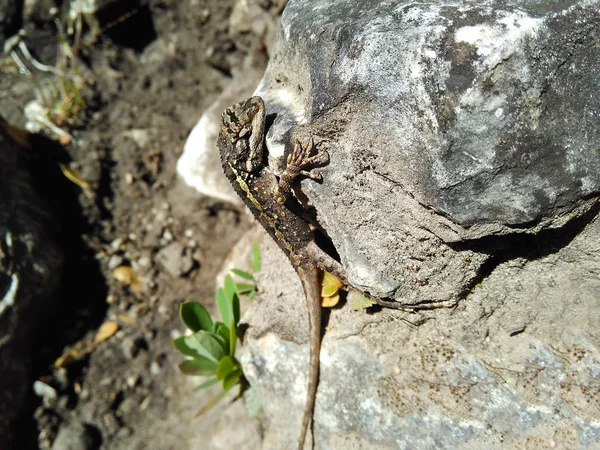 Gracioso predador lagarto verde se baseia na rocha ao sol . — Fotografia de Stock