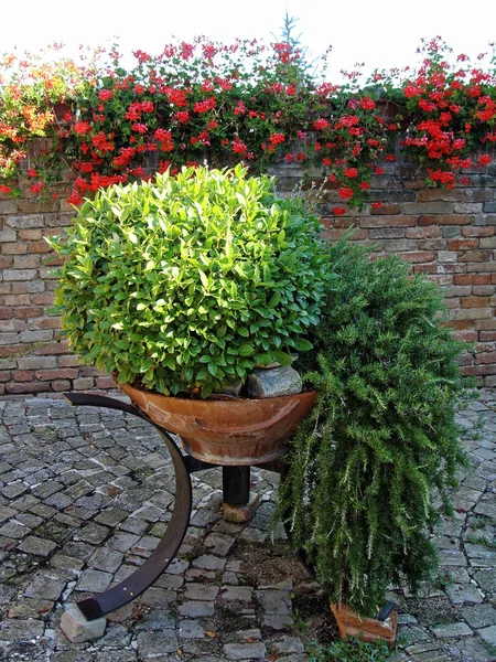 Verschiedene Blumen in Töpfen zu Hause. Design italienischer Innenhöfe — Stockfoto