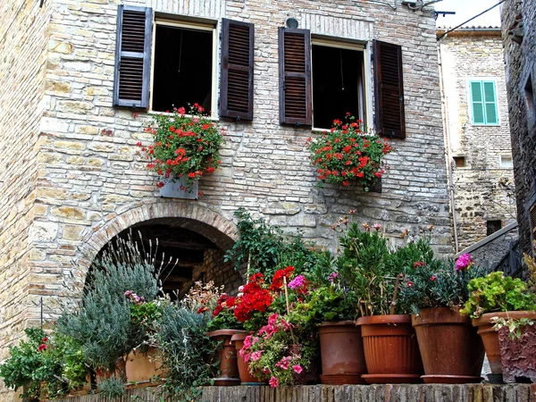 Home various flowers in pots. Design Italian courtyards — Stock Photo, Image