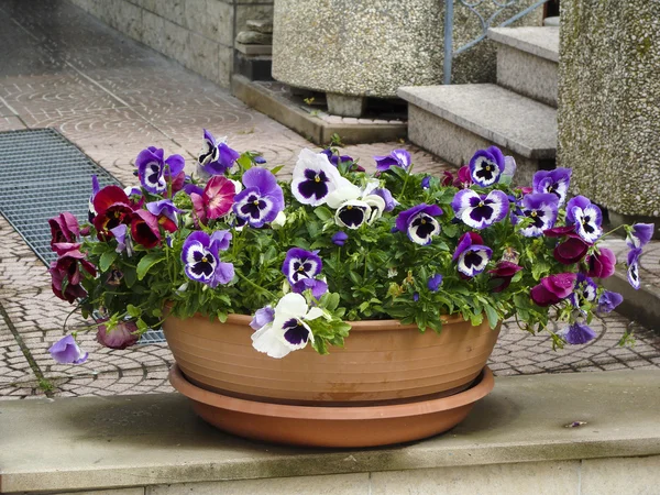 Inicio varias flores en macetas. Diseño patios italianos — Foto de Stock