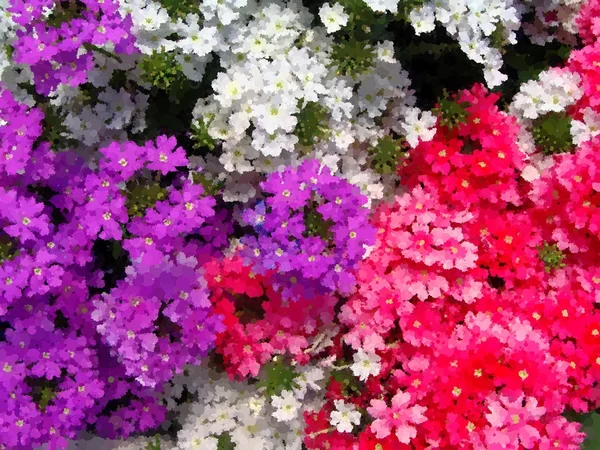 Home various flowers in pots. Design Italian courtyards — Stock Photo, Image