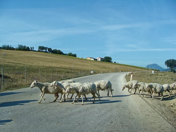 Witte schapen. kudde schapen grazen op bergweg. — Stockfoto