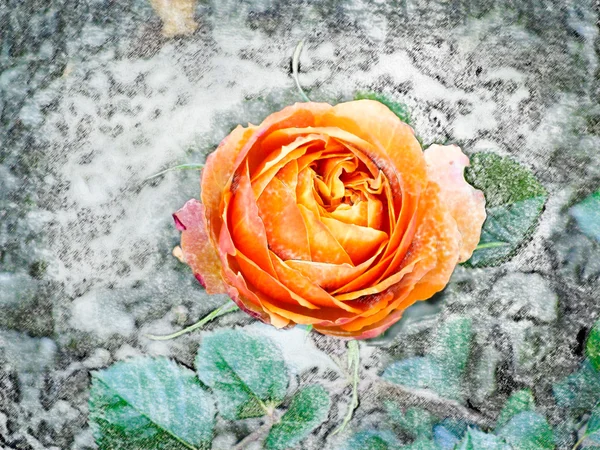 Blumen rote Rose Nahaufnahme auf grauem Hintergrund. — Stockfoto