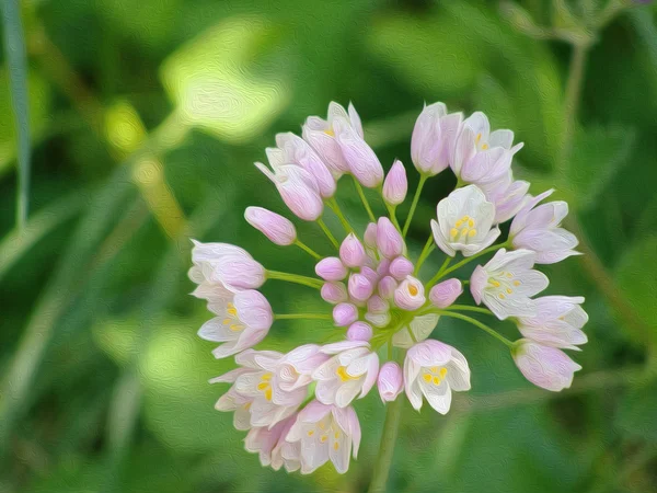 Campo de primavera flor rosa closeup na grama . — Fotografia de Stock