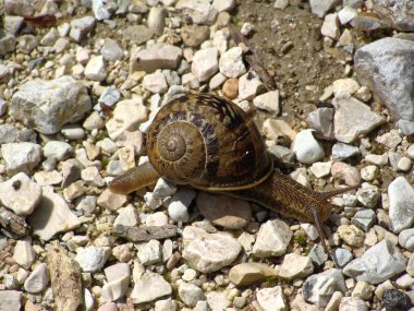 Büyük tropikal karasal salyangoz sınıf Gastropoda