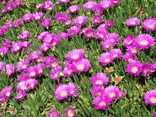 Campo de primavera flor rosa closeup na grama . — Fotografia de Stock