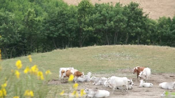 Large herd of white cows grazing in meadows of Italy. — Stock Video