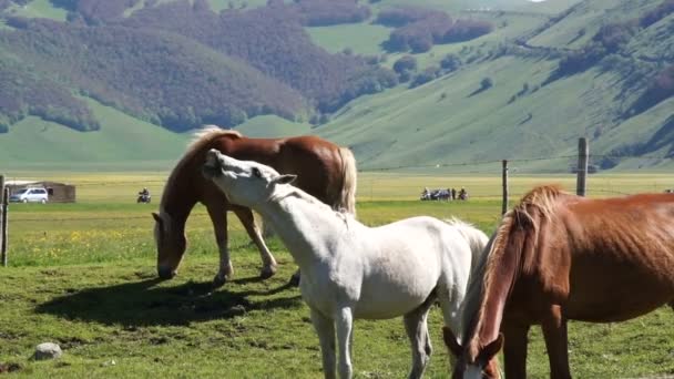 Troupeau de chevaux sombres pâturent dans les prairies d'Italie .