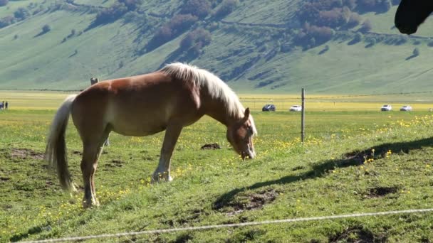 Manada de caballos oscuros pastan en prados de Italia . — Vídeos de Stock