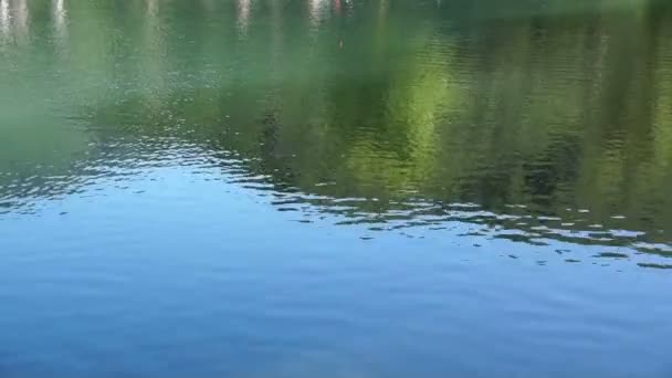 Gyönyörű kilátással az erdei tóhoz tükörképe a zöld fák és a fű. — Stock videók