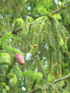 Çamın dalları üzerinde pembe çam kozalakları. Güney İtalya Noel ağacı.