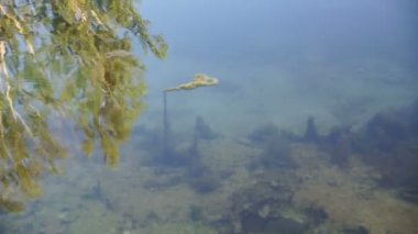 Gölü yaz aylarında doğal bir kadeh. Bulanık doğa odaklanmamış arka plan.