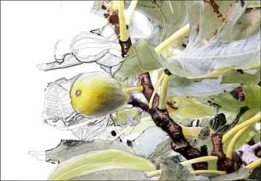 Bir ağaç dalı üzerinde büyük taze incir