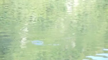 Gölü yaz aylarında doğal bir kadeh. Bulanık doğa odaklanmamış arka plan.