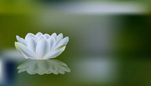 Romantik yaz arka plan beyaz nilüfer ile