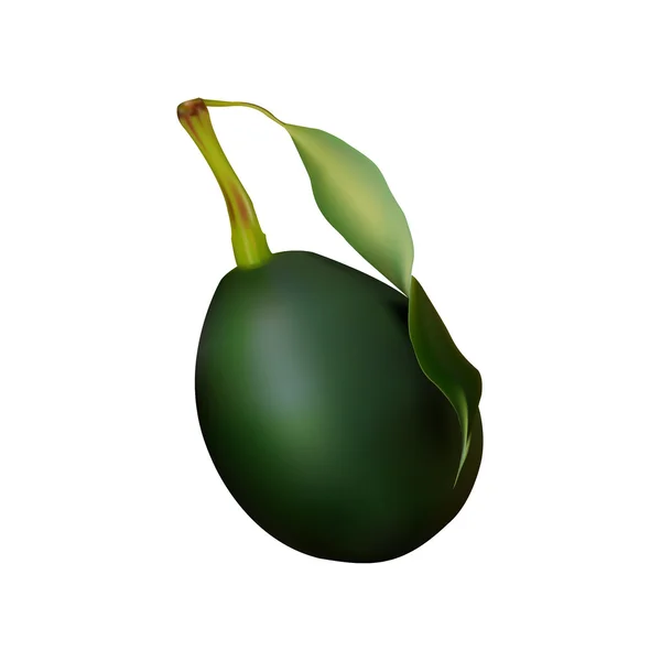 Un avocat. Grand fruit vert avec tige et feuilles — Image vectorielle