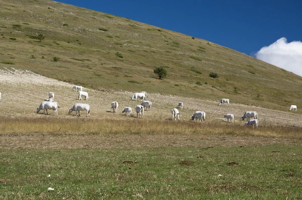 Koeien grazen op berg weilanden Italië — Stockfoto