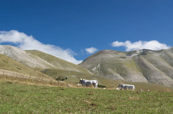 Koeien grazen op berg weilanden Italië — Stockfoto