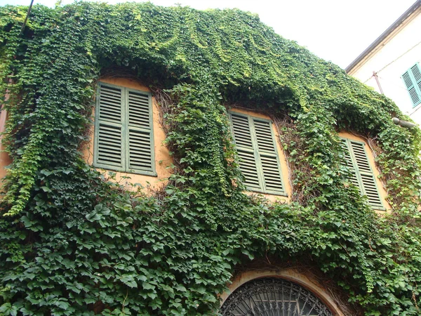 Old house entwined with climbing plants — Stock Photo, Image