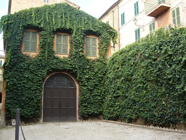 Altes Haus mit Kletterpflanzen umgeben — Stockfoto