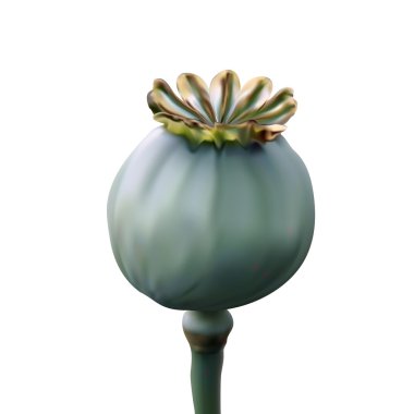 Poppy green capsule on stalk closeup  clipart