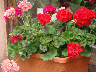 renkli çiçek bir sürü 