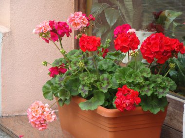 renkli çiçek bir sürü 