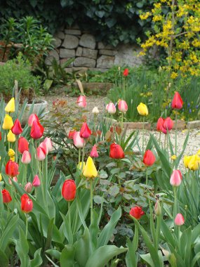 renkli çiçek bir sürü 