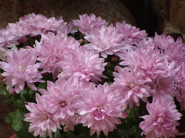 Many plenty of colorful flowers — Stock Photo, Image