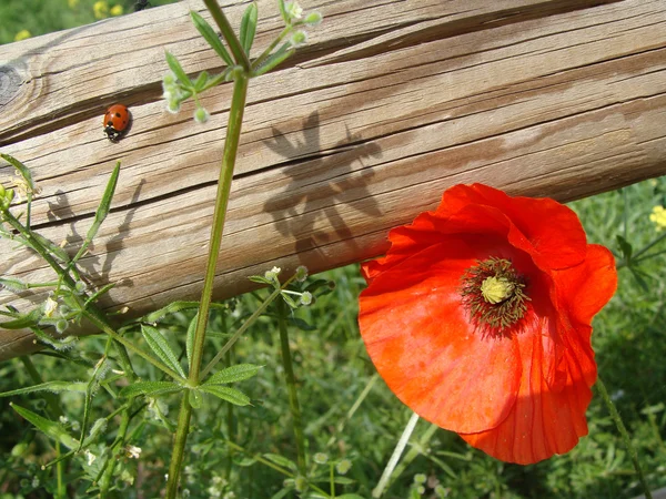 Poppy flower close up — Stock Photo, Image