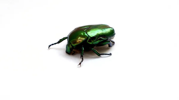 Artrópodes, inseto escaravelho bronzova dourada close-up — Fotografia de Stock