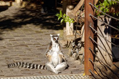 Long-tailed lemurs with huge Golden eyes clipart